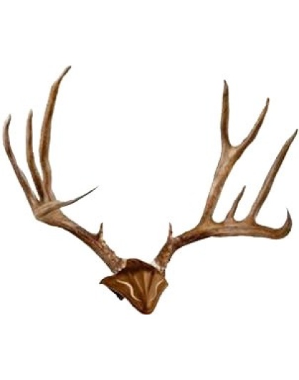 Skull Hooker Skull Cap For Use - W-skull Hooker Bone Bracket!