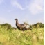 Flextone Thunder Chick Upright - Hen Decoy W-stake